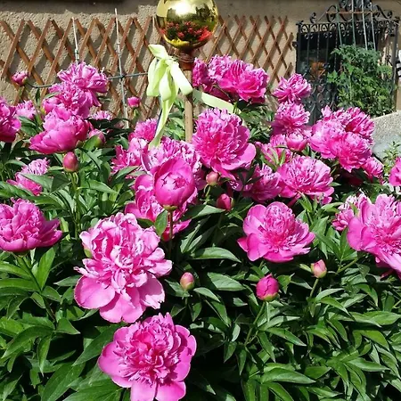 Apartmenthaus Erna Apartamento *