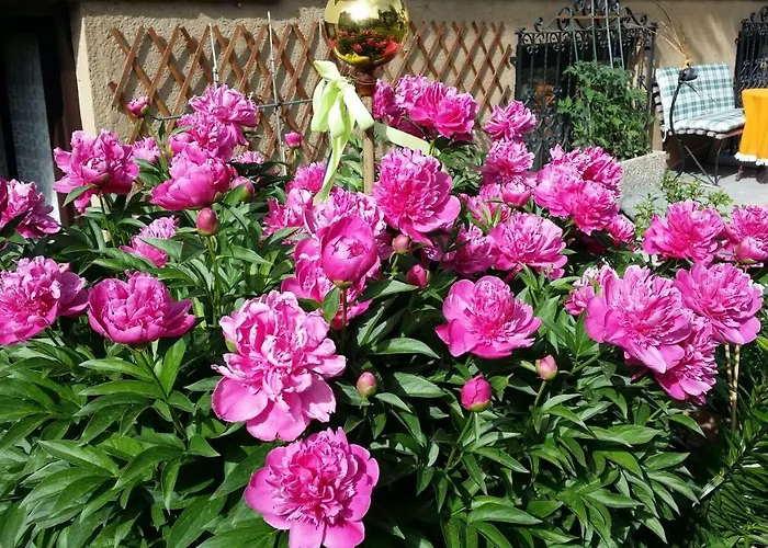 Apartmenthaus Erna アパート *